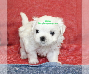 Maltese Puppy for sale in JUNIPER HILLS, CA, USA