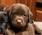 Puppy Black Collar Labrador Retriever