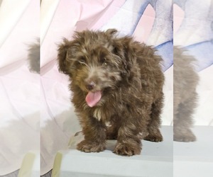 Aussie-Poo Puppy for sale in MURPHYSBORO, IL, USA