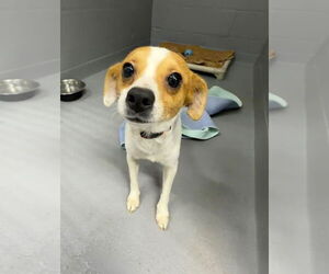 Chihuahua-Unknown Mix Dogs for adoption in Ellijay, GA, USA