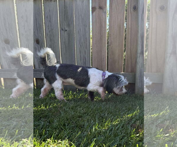 Medium Photo #5 Havanese Puppy For Sale in Gulfport, MI, USA