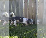 Small #4 Havanese