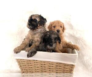 Goldendoodle Puppy for sale in HENDERSON, NV, USA