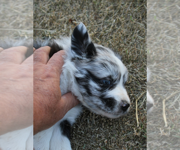 Medium Photo #21 Australian Shepherd Puppy For Sale in LASCASSAS, TN, USA