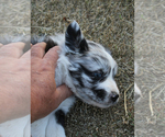 Small Photo #21 Australian Shepherd Puppy For Sale in LASCASSAS, TN, USA