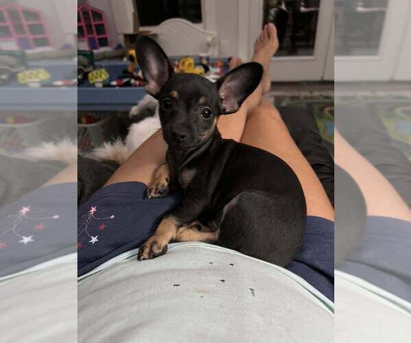 Medium Photo #2 Chiweenie Puppy For Sale in Candler, NC, USA