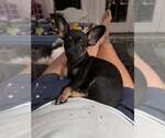 Small #1 Chiweenie