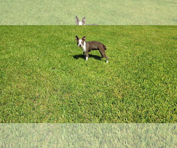 Medium Photo #8 Boston Terrier Puppy For Sale in Little Elm, TX, USA