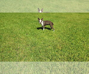 Lilly - Female Boston Terrier Dog for Adoption - Photo #8