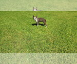 Small #7 Boston Terrier