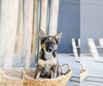 Small #7 German Shepherd Dog Mix