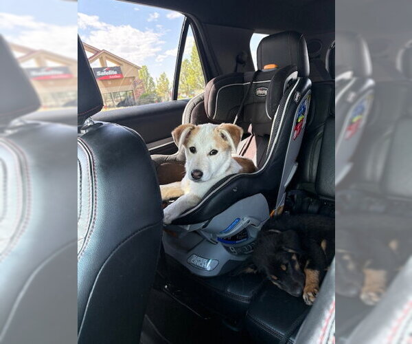 Medium Photo #3 Mutt Puppy For Sale in Sandy, UT, USA