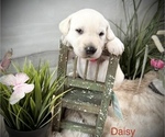 Puppy Daisy Labrador Retriever