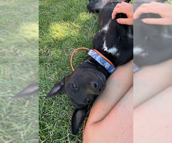 Medium Photo #8 Labrador Retriever-Unknown Mix Puppy For Sale in Salt Lake City, UT, USA