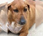 Small #8 Beagle Mix