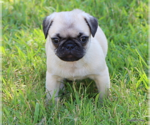 Medium Photo #2 Pug Puppy For Sale in WINNSBORO, TX, USA