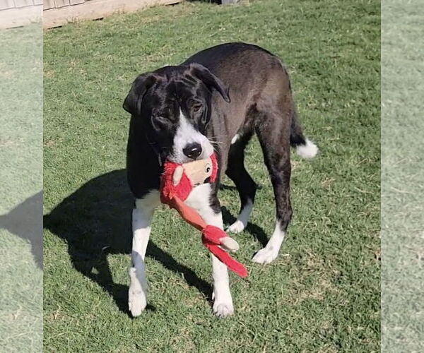Medium Photo #8 Mutt Puppy For Sale in Royse City, TX, USA