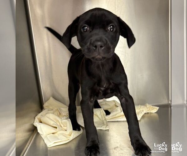 Medium Photo #6 Labrador Retriever-Unknown Mix Puppy For Sale in Washington, DC, USA