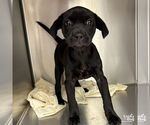 Small #5 Labrador Retriever Mix
