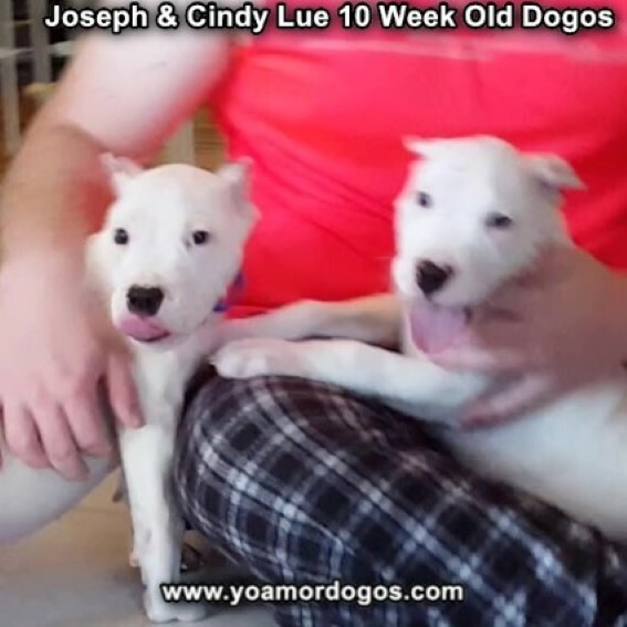 Medium Photo #112 Dogo Argentino Puppy For Sale in PINEVILLE, MO, USA