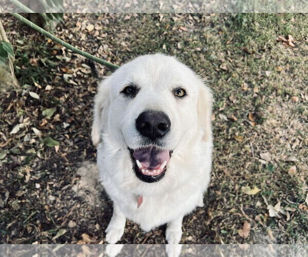 Medium Photo #5 Great Pyrenees Puppy For Sale in Spring, TX, USA