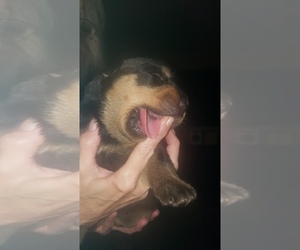 Rottweiler Puppy for sale in WINSLOW, AR, USA