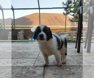 Saint Berdoodle-Saint Bernard Mix Puppy for sale in WESLEY CHAPEL, FL, USA