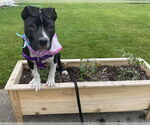 Small #10 American Pit Bull Terrier-Labrador Retriever Mix