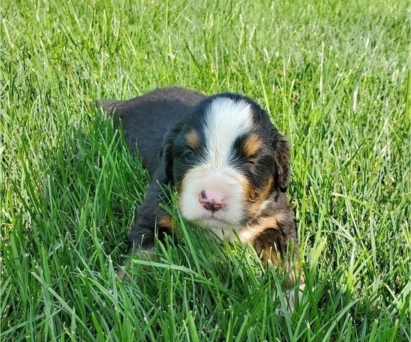 Medium Photo #11 Bernese Mountain Dog Puppy For Sale in LEETONIA, OH, USA