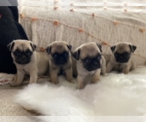 Pug Puppy for sale in KERRVILLE, TX, USA