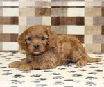 Small #1 Cavapoo (Miniature)