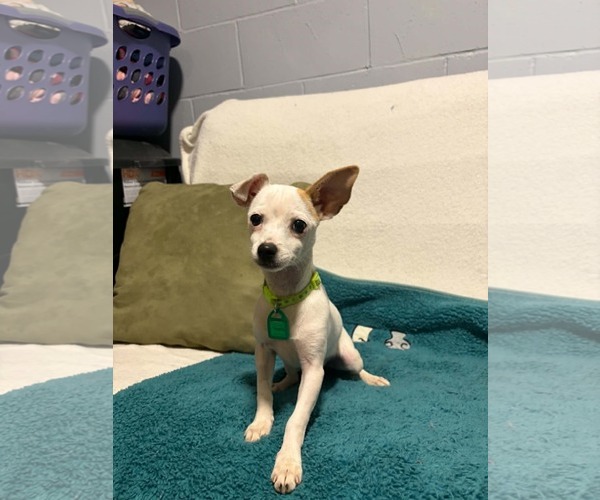 Medium Photo #4 Chihuahua-Unknown Mix Puppy For Sale in Mukwonago, WI, USA