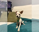 Small #3 Chihuahua Mix