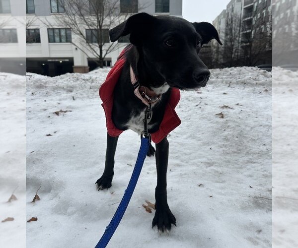 Medium Photo #19 Mutt Puppy For Sale in Boston, MA, USA