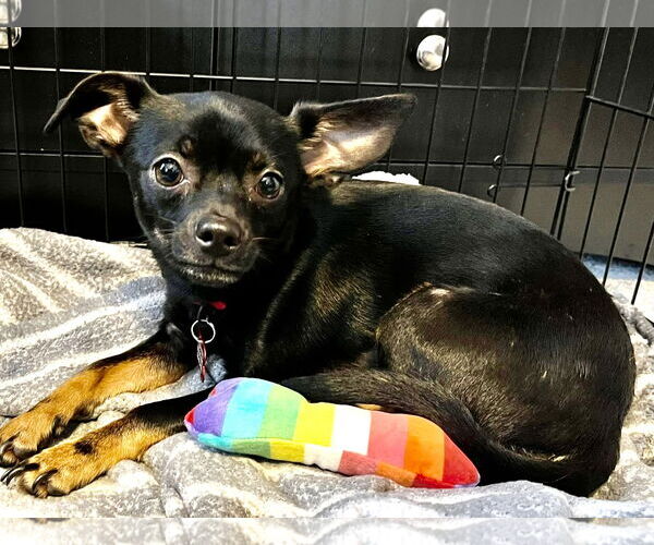 Medium Photo #4 Chihuahua-Unknown Mix Puppy For Sale in Mount Laurel, NJ, USA