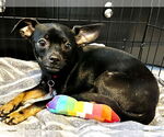 Small #3 Chihuahua Mix