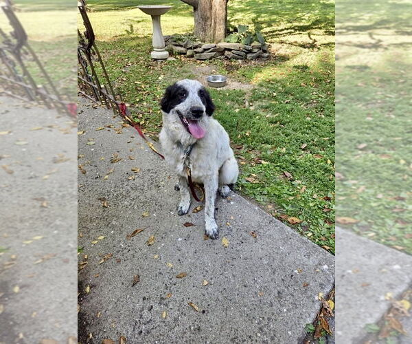 Medium Photo #1 Border Collie-Great Pyrenees Mix Puppy For Sale in Brewster, NY, USA
