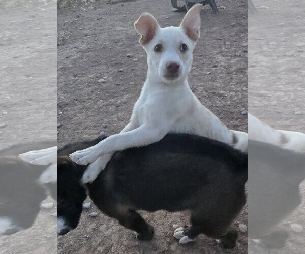 Medium Photo #4 Jack Russell Terrier-Unknown Mix Puppy For Sale in Peralta, NM, USA