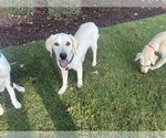 Small #3 Labrador Retriever