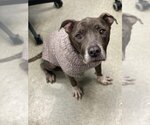 Small American Staffordshire Terrier