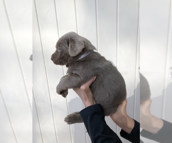 Medium Photo #2 Labrador Retriever Puppy For Sale in MAGNOLIA, TX, USA