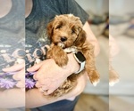 Small Photo #24 Goldendoodle (Miniature) Puppy For Sale in GILBERT, AZ, USA