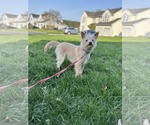 Small Mutt