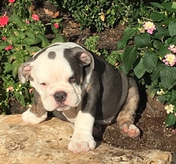 English Bulldog Puppy for sale in BROKEN ARROW, OK, USA