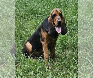 Bloodhound Puppy for Sale in TOCCOA, Georgia USA