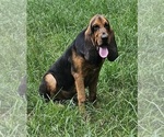 Small Bloodhound