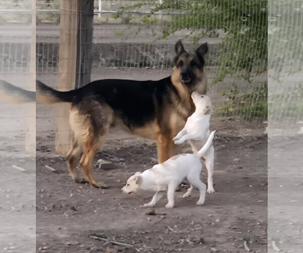 Medium Photo #1 Jack Russell Terrier-Unknown Mix Puppy For Sale in Peralta, NM, USA