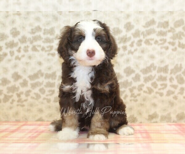 Medium Photo #3 Miniature Bernedoodle Puppy For Sale in DENVER, PA, USA