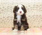 Small #2 Miniature Bernedoodle