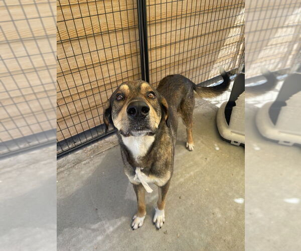 Medium Photo #11 German Shepherd Dog-Unknown Mix Puppy For Sale in Bolivar, MO, USA